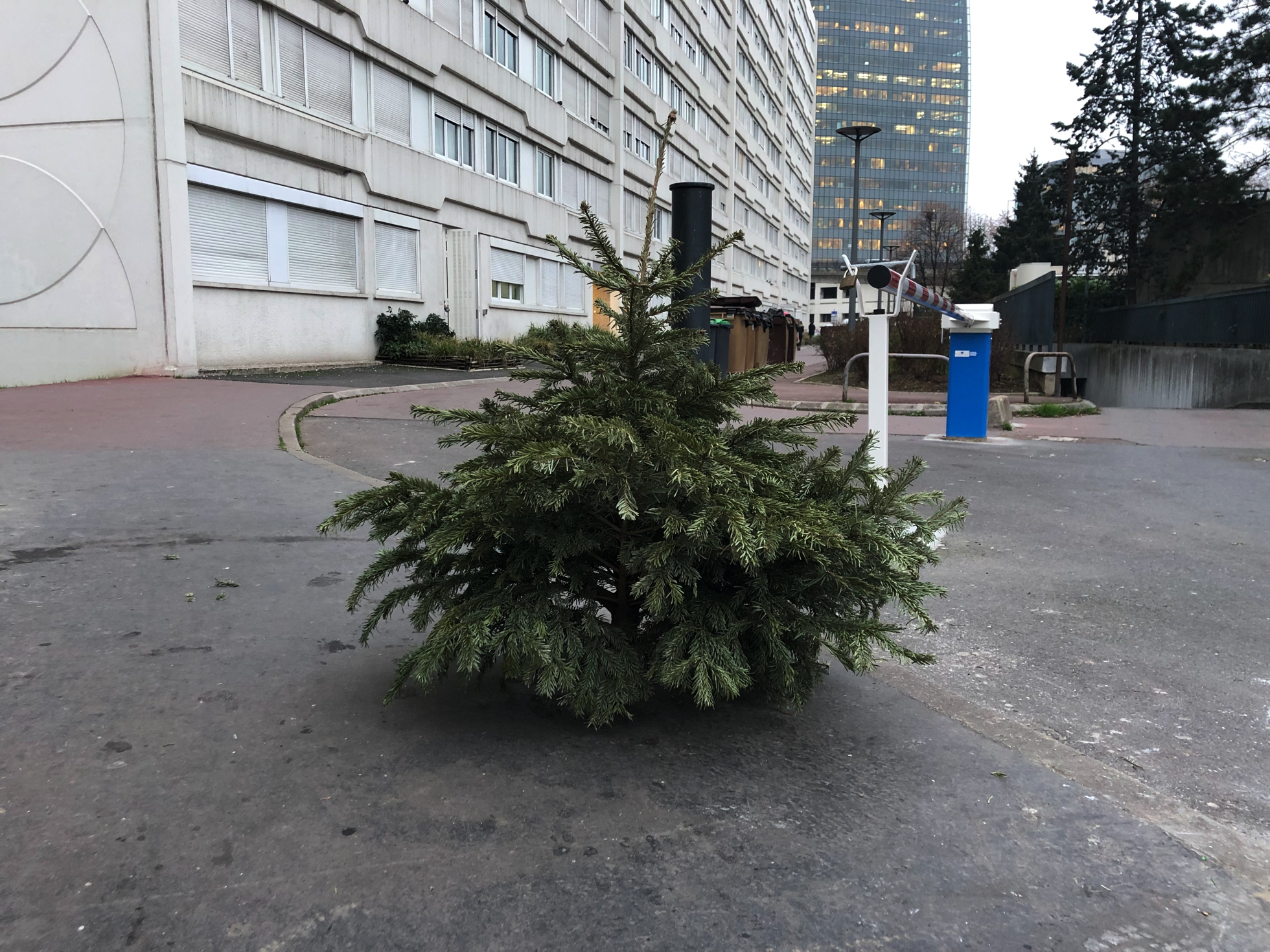 Ramassage des sapins - Ville de Colombes